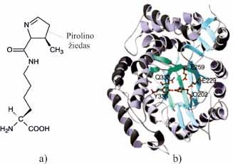 MOLEKULINĖ BIOLOGIJA 7.4 pav. L-pirolizino struktūra (a) ir išsidėstymas (L-pirolizinas O202) (b) archėjos Methanocarcina barkeri monoaminometiltransfrazės aktyviajame centre (http:// microbiology.