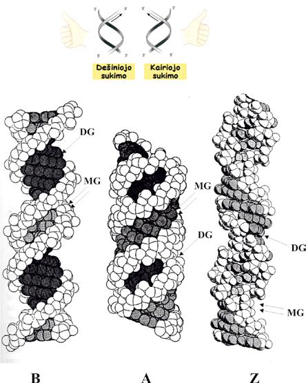 MOLEKULINĖ BIOLOGIJA juos sudaro. Z formos DNR didysis griovys beveik neįžiūrimas. Didžiojo griovio puse laikoma ta bazių poros pusė, kurioje yra purino C5 C8 atomai bei pirimidino C4 C6 atomai.