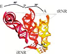 MOLEKULINĖ BIOLOGIJA 7.10 pav. trnr molekulių padėtys Thermus thermophilus ribosomos A, P ir E srityse (Science, v. 292, p. 893, 2001) A, P ir E sritis formuoja abu ribosomos subvienetai.