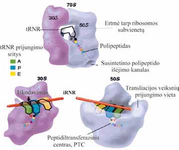 MOLEKULINĖ BIOLOGIJA Ribosomos A ir P srityse išsidėsčiusių trnr molekulių antikodonai sąveikauja su irnr kodonais, esančiais ribosomos 30S subvienete (ši vieta vadinama iškodavimo centru), o prie