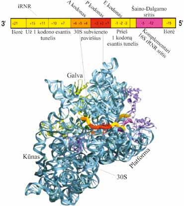 VII. BALTYMŲ BIOSINTEZĖ (TRANSLIACIJA) 7.4. Baltymų biosintezė prokariotuose 7.4.1. Transliacijos iniciacija Dar 1960 m. buvo parodyta, kad baltymai sintetinami pradedant jų N galu ir baigiant C galu.