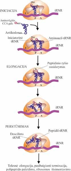 MOLEKULINĖ BIOLOGIJA Iniciacijos pradžia linkstama laikyti momentą, kai prie mažojo ribosomos subvieneto (30S) prisijungia transliacijos iniciacijos IF-3 veiksnys.