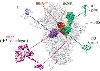 VII. BALTYMŲ BIOSINTEZĖ (TRANSLIACIJA) Bakterijose ir mitochondrijose metionino formilgrupę pašalina savitas fermentas deformilazė. Peptidinės grandinės Ngale lieka įprasta NH 2 grupė.