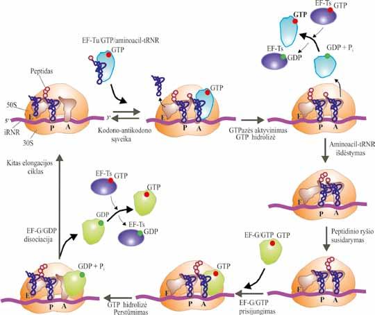 VII. BALTYMŲ BIOSINTEZĖ (TRANSLIACIJA) Pasibaigus transliacijos iniciacijos etapui, tolimesnis irnr molekulės kodonas už iniciacijos kodono, esančio P srityje, yra orientuojamas ribosomoje taip, kad