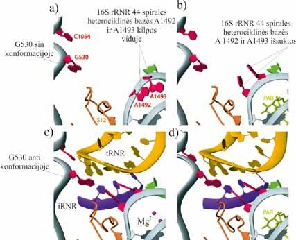VII. BALTYMŲ BIOSINTEZĖ (TRANSLIACIJA) 7.4.4. Iškodavimas Kaip ribosomoje nustatomos aminoacil-trnr molekulės (komplekse su EF-Tu ir GTP), kurių antikodonai yra komplementarūs irnr molekulės kodonams?