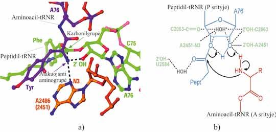 VII. BALTYMŲ BIOSINTEZĖ (TRANSLIACIJA) 7.23 pav. Peptidinio ryšio susidarymas archėjos Haloarcula marismortui ribosomos 50S subvienete (a) ir hipotetinis reakcijos mechanizmas (b) (Molecular Cell, v.