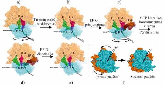 MOLEKULINĖ BIOLOGIJA Peptidiltransferazinė reakcija vyksta panašiu greičiu tiek esant 50S ribosomos subvienetui, tiek pilnos struktūros 70S ribosomai.