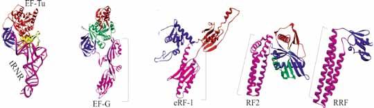 VII. BALTYMŲ BIOSINTEZĖ (TRANSLIACIJA) truktūrine analize parodyta, kad RF-2 veiksnio SPF motyvas yra ribosomoje arti STOP kodono (7.27 pav., b).