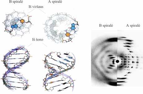 II. NUKLEORŪGŠČIŲ IR BALTYMŲ MOLEKULINĖ STRUKTŪRA Kodėl in vivo DNR molekulė yra ne A, bet B formos? Atsakymas į šį klausimą gautas atlikus DNR rentgenostruktūrinę analizę.