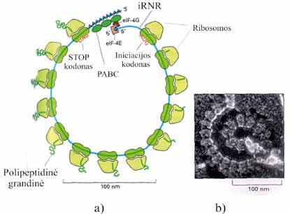 VII. BALTYMŲ BIOSINTEZĖ (TRANSLIACIJA) vumui smarkiai didina arba mažina gebėjimą inicijuoti transliaciją. IRES sričių atpažinimui ir jungimuisi prie jų reikia savitų veiksnių ITAF ų (angl.