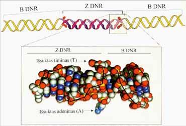 II. NUKLEORŪGŠČIŲ IR BALTYMŲ MOLEKULINĖ STRUKTŪRA 2.15 pav. DNR B spiralės, pereinančios į Z spiralę, erdvinė struktūra.