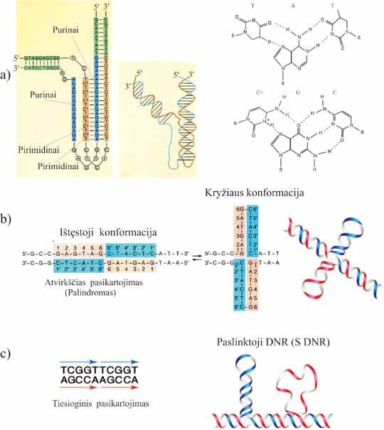MOLEKULINĖ BIOLOGIJA 2.16 pav. Neįprastos DNR struktūros. DNR dupleksas, galintis sudaryti trijų grandinių DNR spiralę (H DNR). Pur purinas; Pyr pirimidinas.