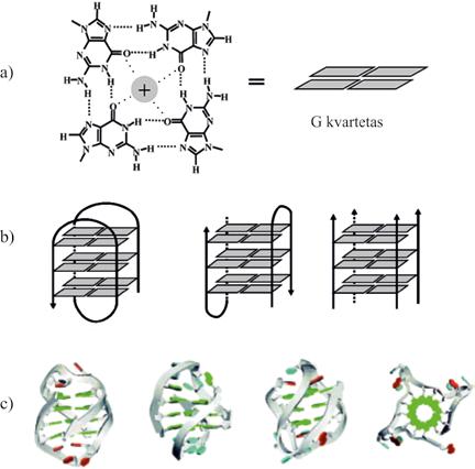 MOLEKULINĖ BIOLOGIJA 2.17 pav. DNR G kvadrupleksų struktūra.