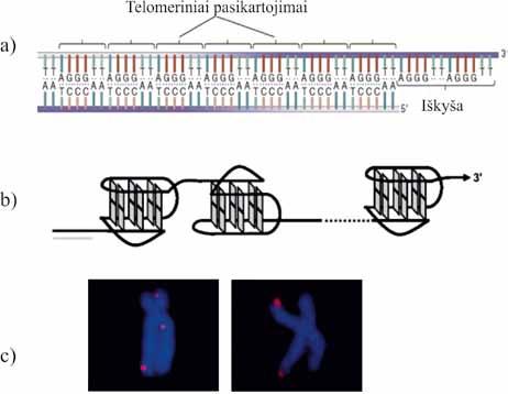 II. NUKLEORŪGŠČIŲ IR BALTYMŲ MOLEKULINĖ STRUKTŪRA 2.18 pav. G kvadrupleksai telomerinėje DNR. Žmogaus chromosomų galų telomerinė DNR (a) (L. A. Allison.