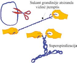 II. NUKLEORŪGŠČIŲ IR BALTYMŲ MOLEKULINĖ STRUKTŪRA 2.20 pav. Vidinės (torsinės) įtempties sukeliama grandinės superspiralizacija (http://www.maths. uq.edu.au/~infinity/infinity7/supercoiling.