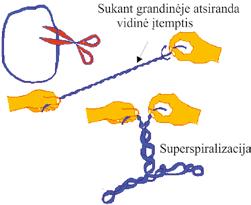 II. NUKLEORŪGŠČIŲ IR BALTYMŲ MOLEKULINĖ STRUKTŪRA 2.20 pav. Vidinės (torsinės) įtempties sukeliama grandinės superspiralizacija (http://www.maths. uq.edu.au/~infinity/infinity7/supercoiling.