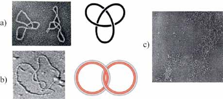 MOLEKULINĖ BIOLOGIJA 2.26 pav. II tipo topoizomerazių trejų vartų veikimo mechanizmą iliustruojanti schema. Apibrėžtas vienas fermento protomeras (Nucleic Acids Research, v. 37, p.