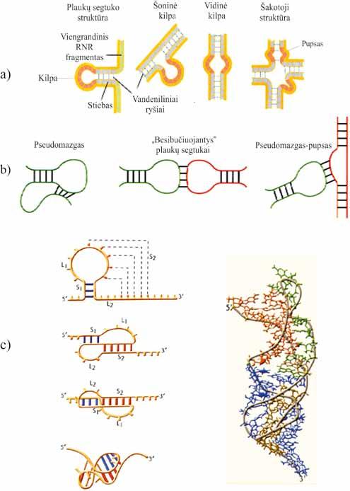 MOLEKULINĖ BIOLOGIJA 2.28 pav. RNR antrinė struktūra ir jos elementų tarpusavio sąveikos tretinėje struktūroje. RNR antrinės struktūros elementai (a) (T. D. Pollard, W. C. Earnshaw, J.