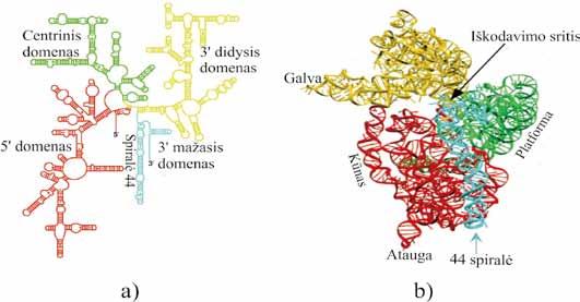 MOLEKULINĖ BIOLOGIJA Pvz., E. coli 16S rrnr turi 45 dvigrandines sritis spirales.