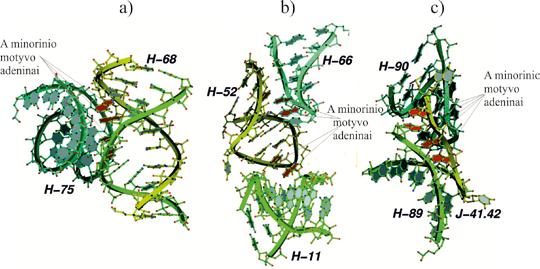 MOLEKULINĖ BIOLOGIJA rrnr heterociklinių bazių sudaro Votsono-Kriko sąveikas ir formuoja A tipo RNR spirales.