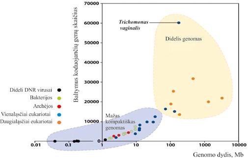II. NUKLEORŪGŠČIŲ IR BALTYMŲ MOLEKULINĖ STRUKTŪRA ganizmai, kurių 16S rrnr nukleotidų sekos panašesnės, yra evoliuciškai artimesni.