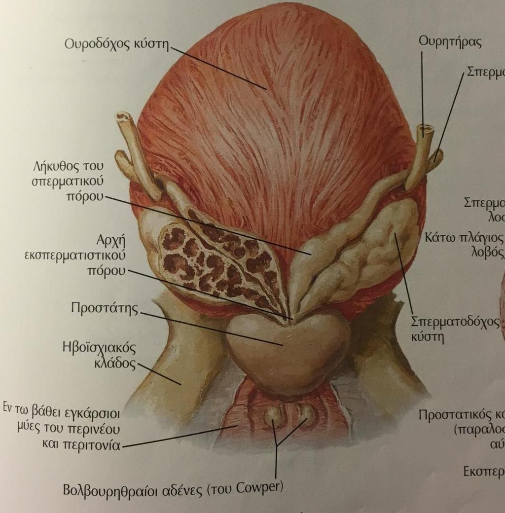 Εικόνα 15. Σπερματοδόχοι κύστεις και προστάτης. (Netter FH. Άτλας Βασικών Ιατρικών Επιστημών - Ανατομία του Ανθρώπου. Αθήνα. Ιατρικές Εκδόσεις Π.Χ. Πασχαλίδης. 2004).