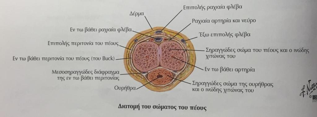 σώματα που ενώνονται κάτω από το ηβικό οστό [10]. Διαχωρίζονται από ένα διάφραγμα, που μπροστά γίνεται κτενιοειδές και επιτρέπει την αγγειακή επικοινωνία μεταξύ τους [10].