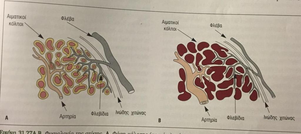 Η αισθητική νεύρωση του πέους γίνεται μέσω των ραχιαίων νεύρων, που ακολουθούν την πορεία των ραχιαίων αρτηριών και παρέχουν πλούσια νεύρωση στη βάλανο [10].