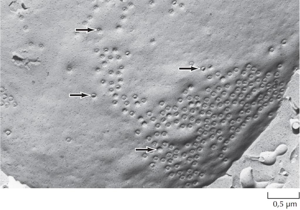 ΕΙΚΟΝΑ 9.2 Φωτογραφία ηλεκτρονικού μικροσκοπίου που δείχνει πυρηνικούς πόρους.