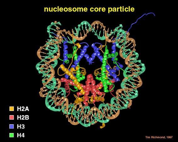 Εικόνα 3. Μοντέλο της δομής του νουκλεοσώματος, το οποίο περιλαμβάνει τις πυρηνικές (core) ιστόνες και το περιελιγμένο DNA. (Tim Richmond, 1997) ΔΙΑΔΙΚΑΣΙΑ 1.
