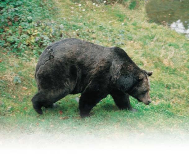 Foto: S. Lavriœ Diana preæe in po kratki vijugavi poti œez goøœavo do avta Tisto noœ so medvedje kar devetkrat obiskali krmiøœe pod menoj. Koliko razliœnih je priølo, ne vem.