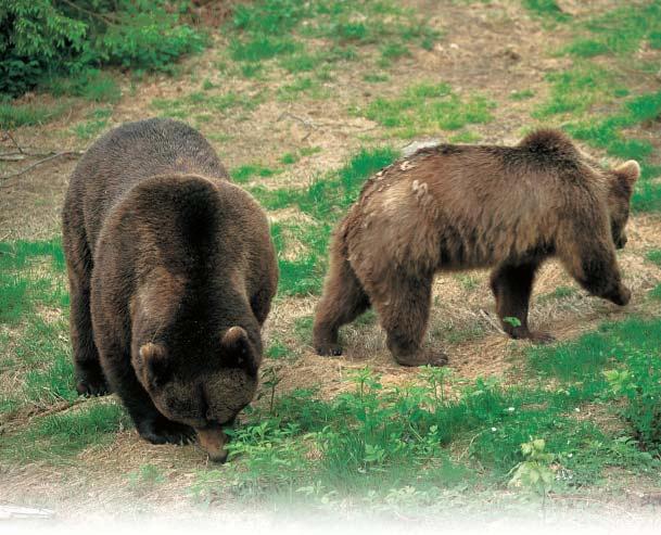 Foto: M. Pogaœnik Diana konvencij in direktiv iz Evrope, naj omenim samo tisti del Bernske konvencije, ki govori o varovanju æivljenjskih prostorov medveda.