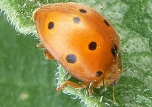 Προσβάλλει Cucurbitaceae (αγγουριά, κολοκυθιά