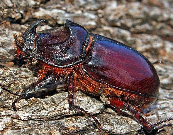 Oryctes nasicornis