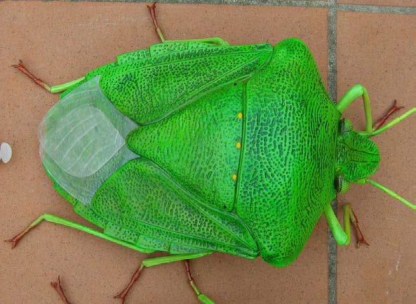 Nezara viridula (Hemiptera: Pentatomidae) πράσινη βρωμούσα