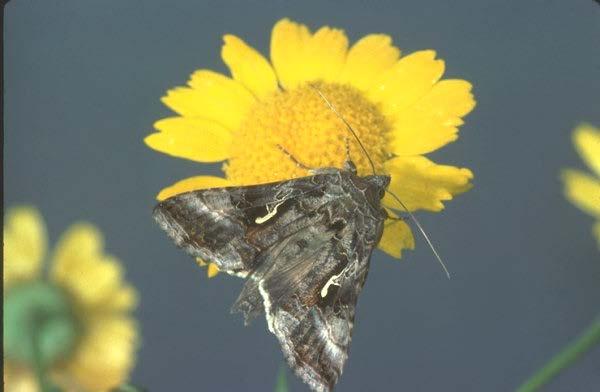 Autographa gamma (Lepidoptera: