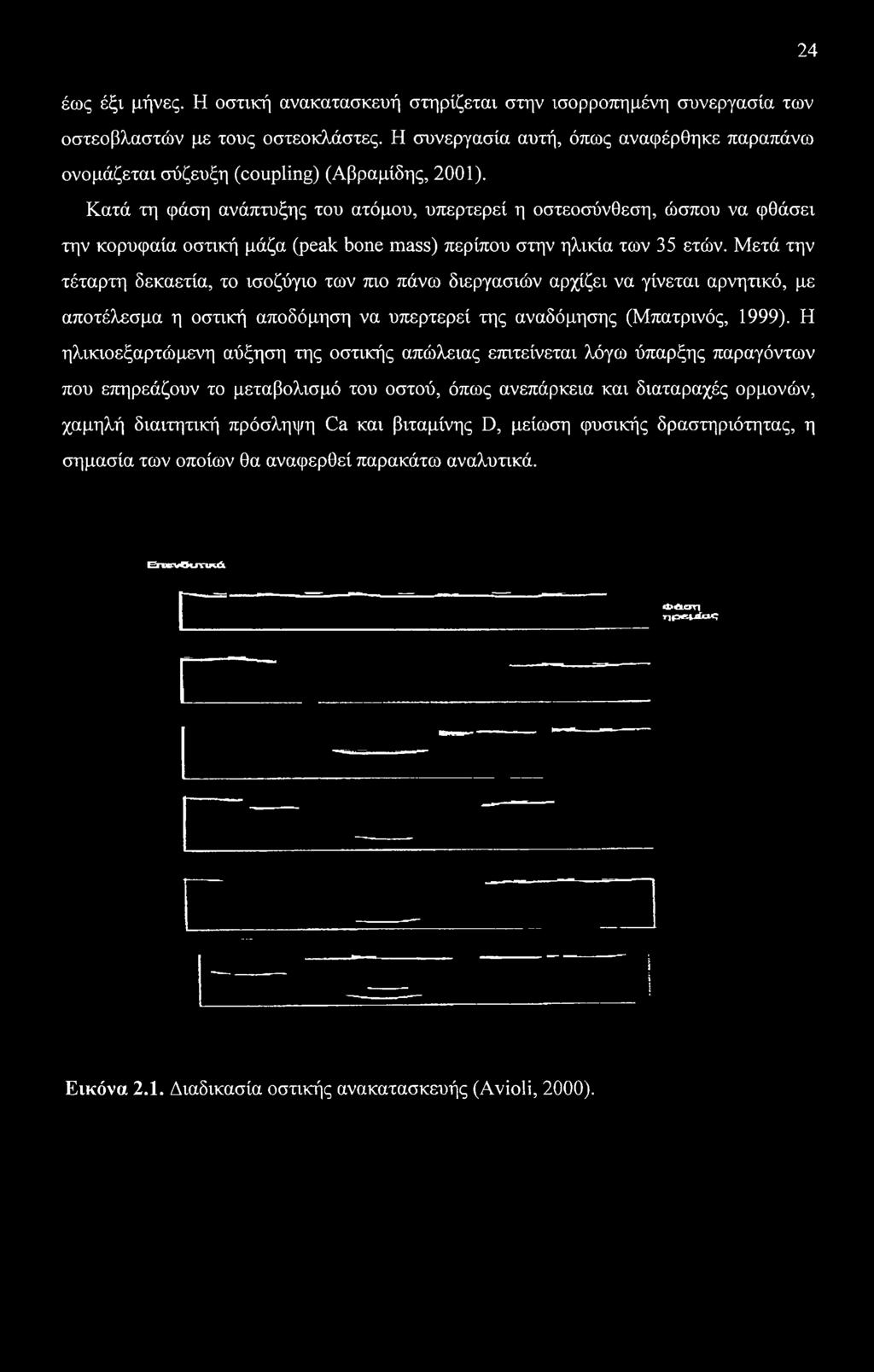 Κατά τη φάση ανάπτυξης του ατόμου, υπερτερεί η οστεοσύνθεση, ώσπου να φθάσει την κορυφαία οστική μάζα (peak bone mass) περίπου στην ηλικία των 35 ετών.
