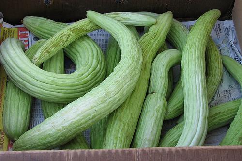 Cucumis melo