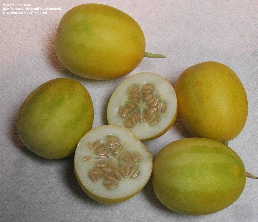 Cucumis