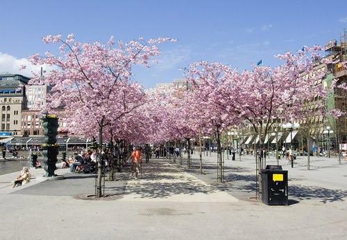 Σηνθρόικεο θαη ζπγθεθξηκέλα ζην πάξθν Kungsträdgården.