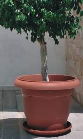 50 Lt ΠΙΑΤΟ 247 655 55 49 34 42 61 Lt ΠΙΑΤΟ 248 660 60 53 37 45 75 Lt ΠΙΑΤΟ 249 ΤΙΜΗ ΤΙΜΗ Πίνακας με αντίστοιχα πιάτα στην σελίδα 44 ΣΠΑΣΤΗΡΑΣ ΧΕΙΡΟΚΙΝΗΤΟΣ - PMN ΓΛΑΣΤΡΑ FESTONE Διακοσμητική γλάστρα