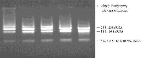 Γ. ΑΠΟΤΕΛΕΣΜΑΤΑ Γ.1. Μελέτη της έκφρασης γονιδίων του ΗΒΡ στο φασόλι Γ.1.1. Απομόνωση ολικού RNA από φυτά φασολιού Η απομόνωση RNA από δείγματα φύλλων φασολιού πραγματοποιήθηκε με στόχο τη μελέτη των επιπέδων mrna γονιδίων του ρολογιού.