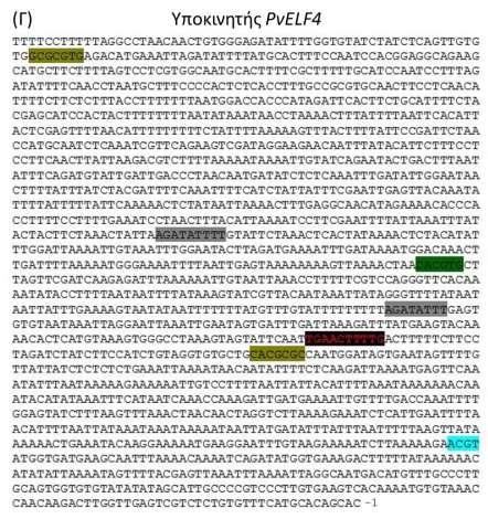 Εικ. Γ.17. Η αλληλουχία των τμημάτων των υποκινητών των γονιδίων, (Α) PvTOC1, (B) PvLHY και (Γ) PvELF4.