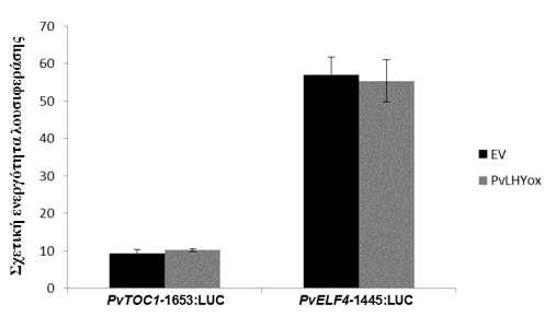 Εικ. Γ.25. Επίδραση της υπερέκφρασης της πρωτεΐνης PvLHY στην ενεργότητα των υποκινητών γονιδίων του ΗΒΡ.