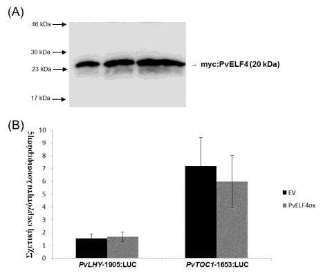Εικ. Γ.26. Υπερέκφραση της πρωτεΐνης PvELF4. (Α) Ανάλυση πρωτεϊνικών δειγμάτων (5, 10 και 20 μl) από πρωτοπλάστες φασολιού που είχαν μετασχηματιστεί με το φορέα υπερέκφρασης της PvELF4 (PvELF4ox).