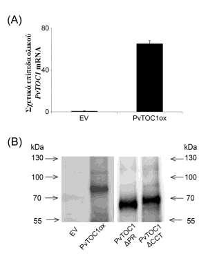 Εικ. 27. Υπερέκφραση του παράγοντα PvTOC1 σε πρωτοπλάστες φασολιού.