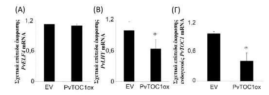 του ίδιου του PvTOC1, (Εικ. Γ.28 Γ) διαπιστώθηκε μείωση των επιπέδων τους κατά ποσοστό μεγαλύτερο του 50%. Ο υποκινητής του PvLHY είναι αναμενόμενος στόχος της πρωτεΐνης PvTOC1, καθώς και στο A.