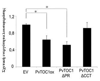 Εικ. Γ. 32. Η λειτουργική περιοχή CCT της πρωτεΐνης PvTOC1 είναι απαραίτητη για την καταστολή της ενεργότητας τoυ υποκινητή του γονιδίου PvTOC1.