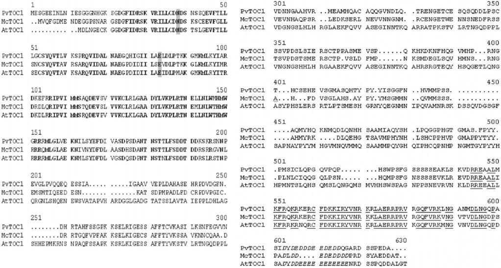 A. Galeou, A. Prombona / Plant Science 184 (2012) 141 147 143 Fig. 1. Alignment of TOC1 deduced protein sequences from P. vulgaris (PvTOC1, JF520783), M. crystallinum (McTOC1, AY371288) and A.