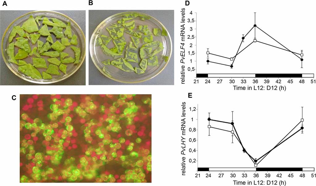 A. Galeou et al. Journal of Plant Physiology 222 (2018) 79 85 Fig. 1. Bean leaf protoplasts possess a functional circadian clock. (A) Peeled bean leaf stripes in protoplast isolation buffer.